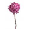 Artichoke bud frosted brombeer 20-30 cm - suszona roślina