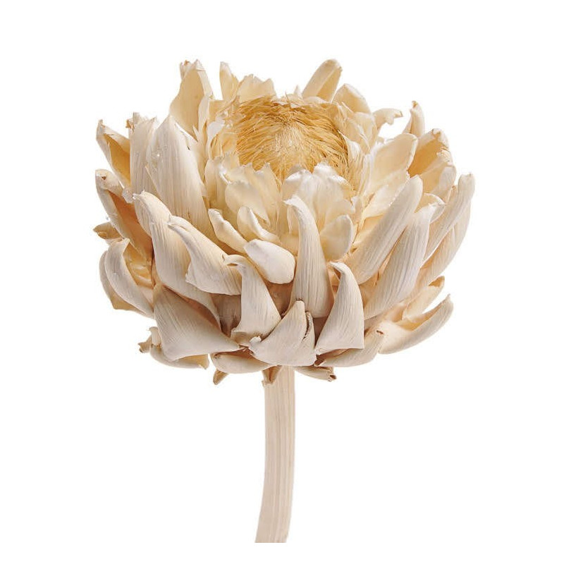 Artichoke flower small wybielany 15-25 cm - susz roślinny