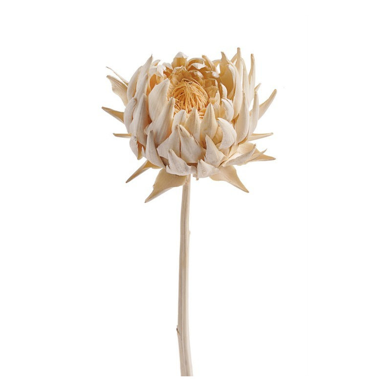 Artichoke flower small wybielany 15-25 cm - susz roślinny