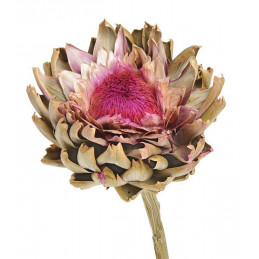 Artichoke flower large natural 25-35 cm - suszona roślina