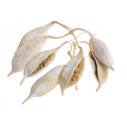 BRACHYCITON BLEACHED (+-245-KG) 15 cm - susz wybielany