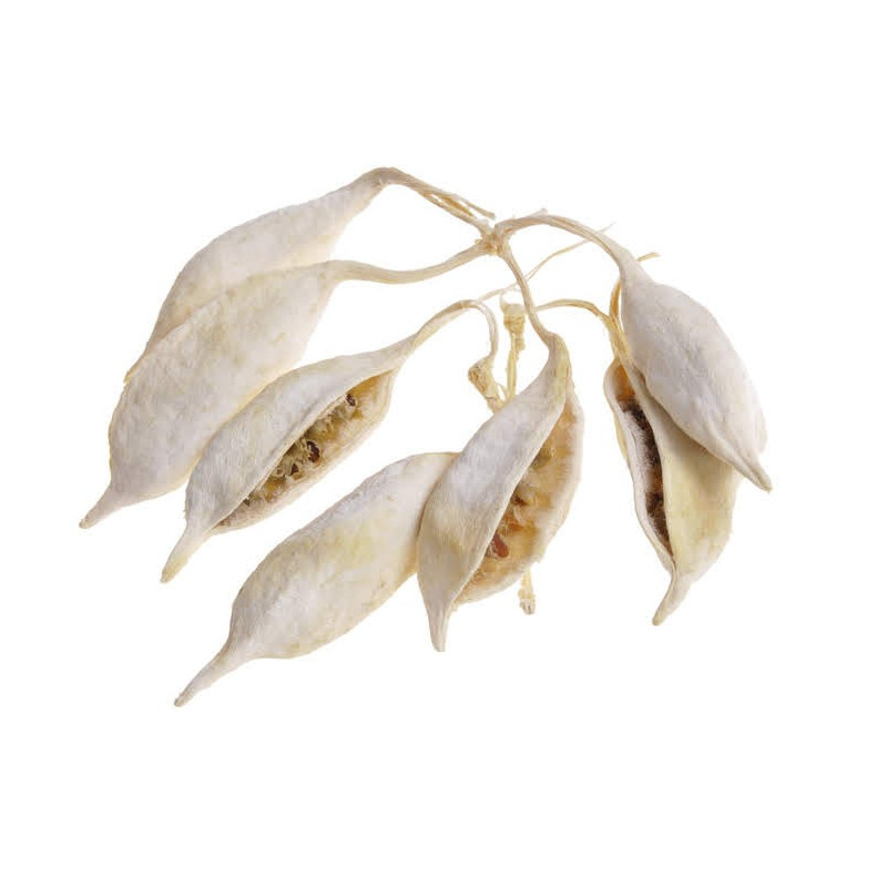 BRACHYCITON BLEACHED (+-245-KG) 15 cm - susz wybielany