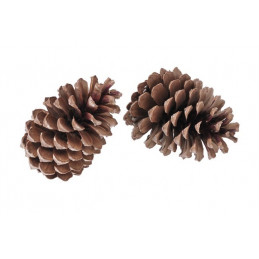 Szyszka Maritima large 14-18 cm - worek/50sztuk