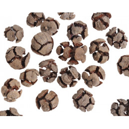 Cupreus-cyprys 3,5-5 cm LUZ - 20 KG/OPAKOWANIE - susz dekoracyjny