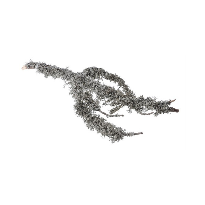 Grey moss branch natural L20-60cm 5kg - susz dekoracyjny