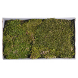 Green MOSS 500g green preserved..48x28x10cm - susz dekoracyjny
