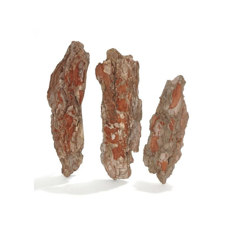 Kora bark small-maritima shors small..25-35cm 120 ok. szt-box