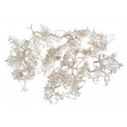 Dry tree-tiny skeleton-dry bush wybielany LUZ KG,  30 cm - susz dekoracyjny