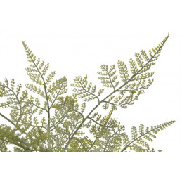 Paproć 81cm -sztuczna roślina