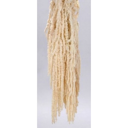 Amarantus Caudatus-susz 0,20kg - preparowany amaranthus