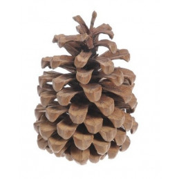 Jumbo pine - szyszka 15 - 18 cm