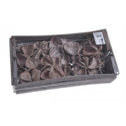 Land Lotus Flower frosted x 30szt - susz dekoracyjny