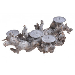 Korzen swiecznik bialo-szary x4