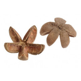 Wild Orange 6-7cm, 10szt/paczka - susz dekoracyjny