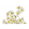 Margaretka gałązka  85 cm - sztuczna roślina