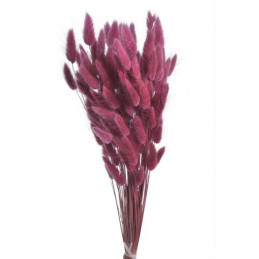 LAGURUS - susz dekoracyjny 80g