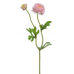Ranunculus 1+1 39 cm