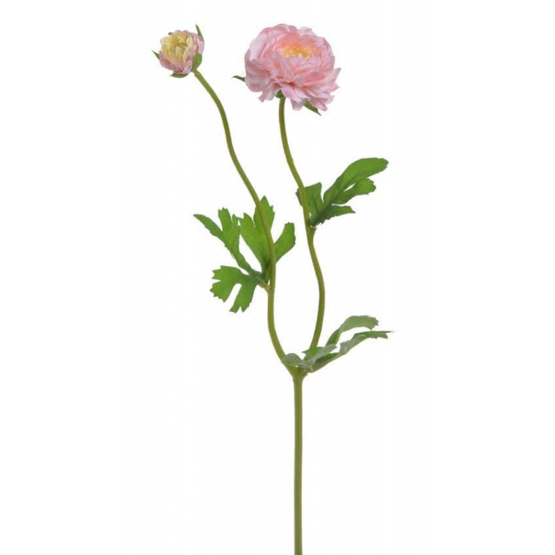 Ranunculus 1+1 39 cm