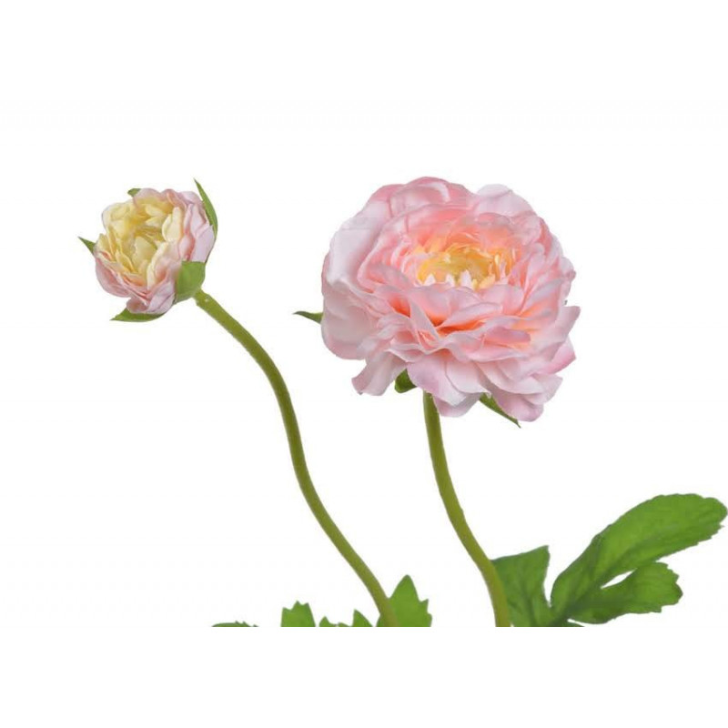 Ranunculus 1+1 39 cm