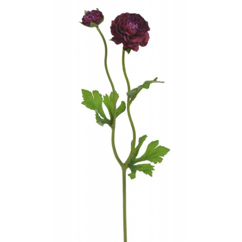 Ranunculus 1+1 39cm