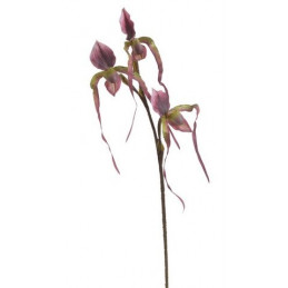 Obuwik pospolity 82cm -sztucz.rosl.