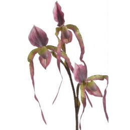 Obuwik pospolity 82cm -sztucz.rosl.