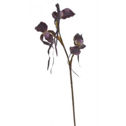 Obuwik pospolity 82cm -sztucz.rosl.