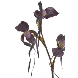 Obuwik pospolity 82cm -sztucz.rosl.