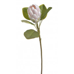 Protea x1...68 cm - sztucz.rosl.