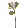 Protea x1...68 cm - sztucz.rosl.