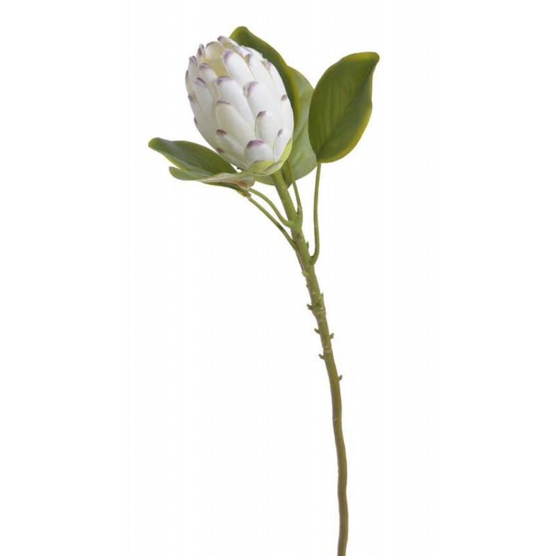 Protea x1...68 cm - sztucz.rosl.