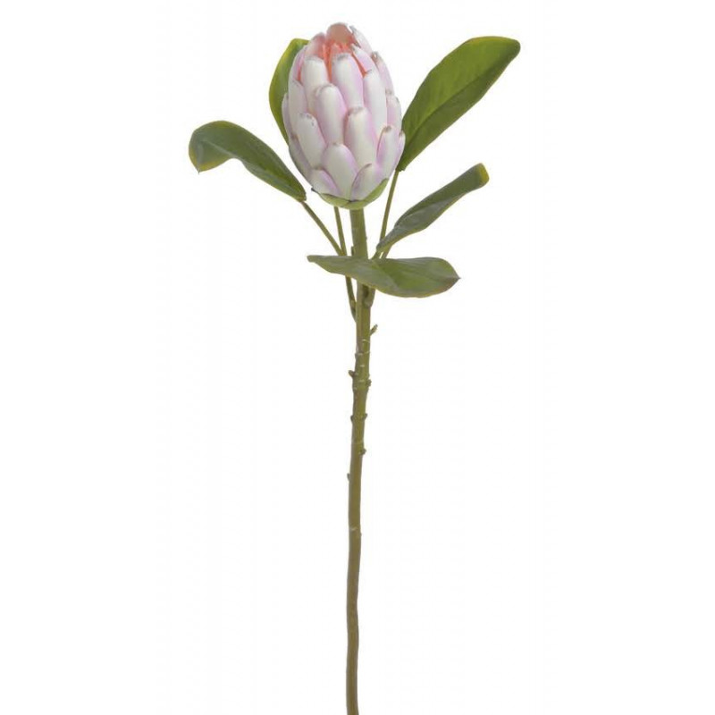 Protea x1...68 cm - sztucz.rosl.