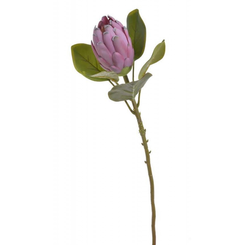 Protea x1...68 cm - sztucz.rosl.