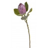 Protea x1...68 cm - sztucz.rosl.