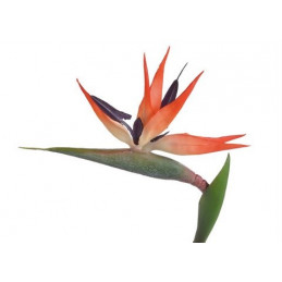 Strelicja 86cm - sztuczna roślina