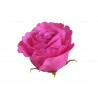 Główka róży mydlana 25szt/kpl..8cm - róża zapachowa
