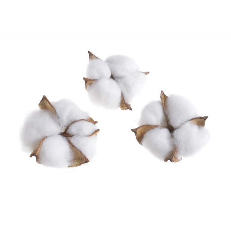 Główka bawełny, 12szt/pacz, 5,5 cm naturalna