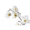 Magnolia..74cm - sztuczna roślina