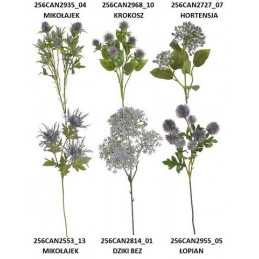 Mix roślin 6 rodzajów...