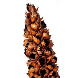 Cacho de coco Lacqued..H170-190cm - susz egzotyczny