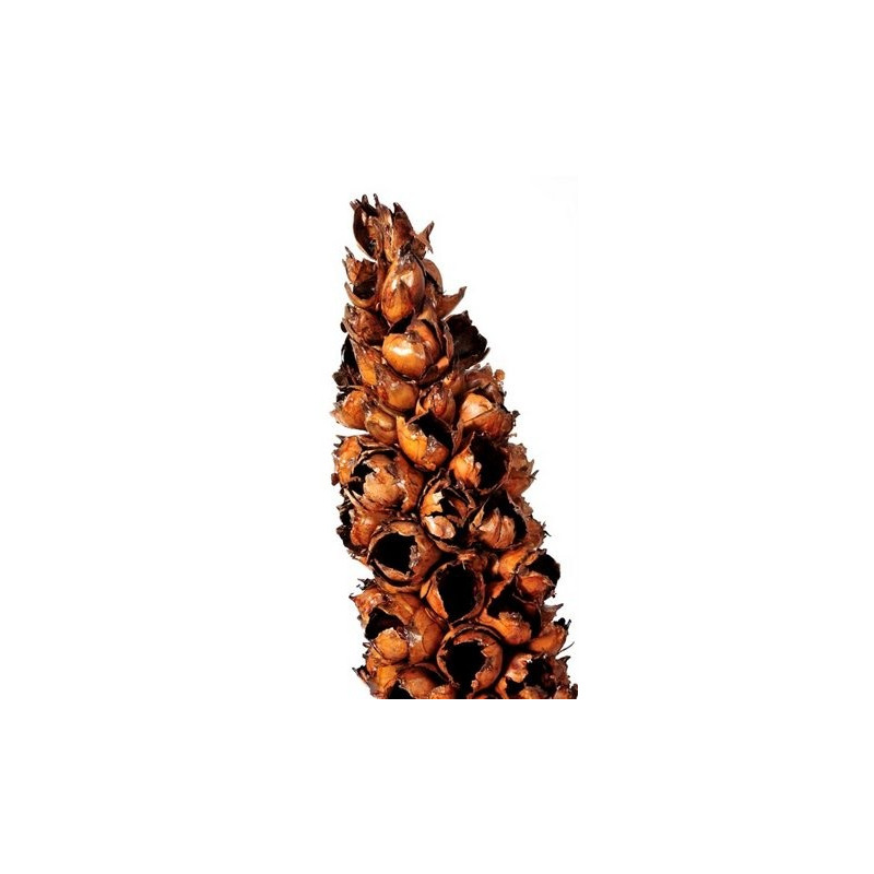 Cacho de coco Lacqued..H170-190cm - susz egzotyczny