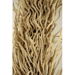 Cacho ingaso_H150cm- susz egzotyczny