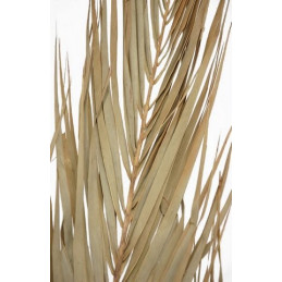 Date leaves 2m - liście palmy - susz egzotyczny