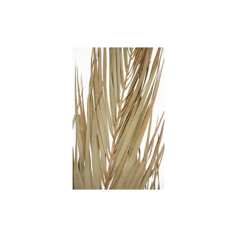 Date leaves 2m - liście palmy - susz egzotyczny