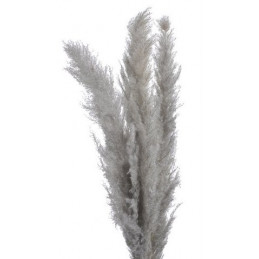 Trawa pampasowa 3szt-paczka..160 cm NATURAL - susz dekoracyjny