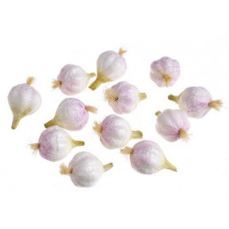 Czosnek..6 cm...12szt/pacz - art. dekoracyjny