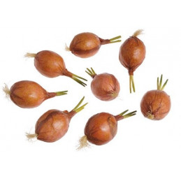 Cebula...10 cm...8szt/pacz - art. dekoracyjny