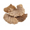 Sponge mushroom medium...grzybki suszone HUBA - susz