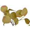 Eukaliptus populus 70 cm - sztuczna roślina