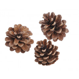 Szyszka czarna sosna - Pinus Niger EKSTRA paczka 500g 5-8cm